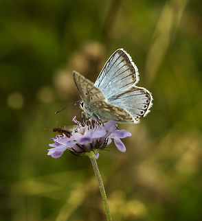 chalkhill blue 2 on small scabious Rodborough Common 2015, good numbers of chalkhill blues, this time with a little friend. Geotagged,Polyommatus coridon,Summer,United Kingdom,chalkhill blue