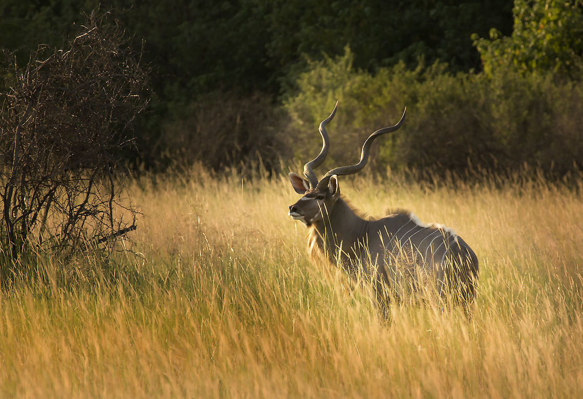 kudu_bull Nice to see a big horned male in the open Botswana,Geotagged,Greater Kudu,Summer,Tragelaphus strepsiceros