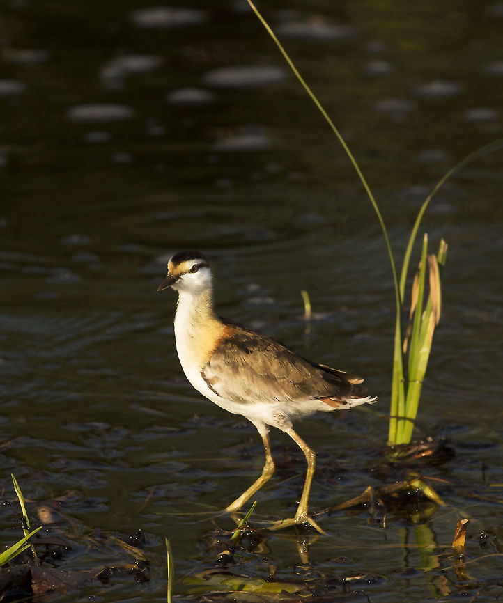 lesser jacana A lovely little bird to find among its larger cousins the African Jacana, or Jesus bird. Botswana,Geotagged,Microparra capensis,Summer,lesser jacana