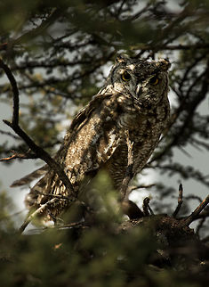 spotted_eagle_owl  Botswana,Bubo africanus,Geotagged,Spotted Eagle-Owl,Summer