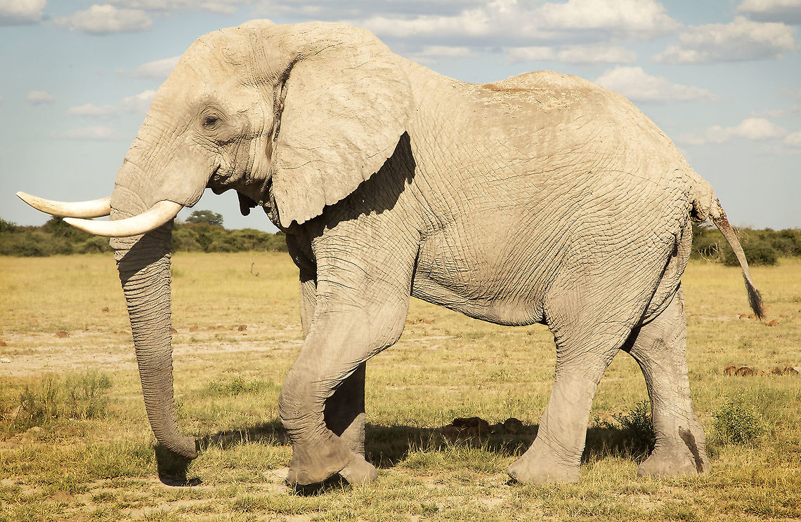 big_white_bull A big bull covered with the dry white dust from a nxai pan waterhole. African bush elephant,Botswana,Geotagged,Loxodonta africana,Summer