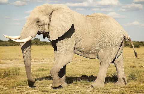 big_white_bull A big bull covered with the dry white dust from a nxai pan waterhole. African bush elephant,Botswana,Geotagged,Loxodonta africana,Summer