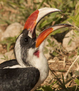 von_der_decken_hornbill A Von der Decken's hornbill takes a termite Geotagged,Summer,Tanzania,Tockus deckeni,Von der Deckens Hornbill
