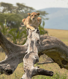 lioness_on_log Despite being plagued by tsetse this lioness posed beautifully for me. Geotagged,Lion,Panthera leo,Summer,Tanzania