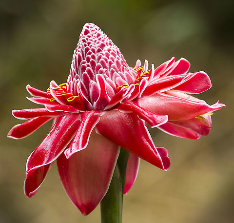 The Etlingera elatior Found in the Tobago rainforest, thanks to morpheme for the id. Etlingera elatior,Geotagged,Trinidad and Tobago,Winter