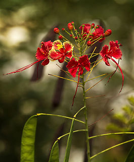 The Caesalpinia pulcherrima  Caesalpinia pulcherrima,Geotagged,Trinidad and Tobago,Winter