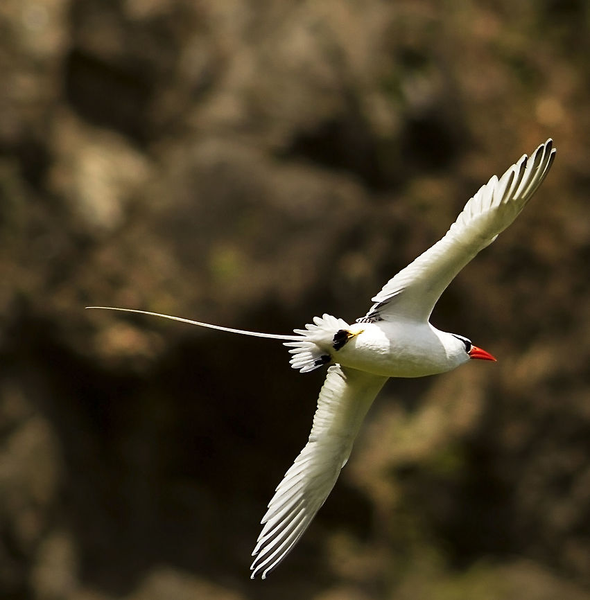 red-billed tropicbird  Geotagged,Phaethon  aethereus,Red-billed tropicbird,Trinidad and Tobago,Winter