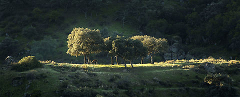 first_light_in_sierra_de_andujar A red deer stag caught in an early morning spotlight Cervus elaphus,Fall,Geotagged,Red deer,Spain
