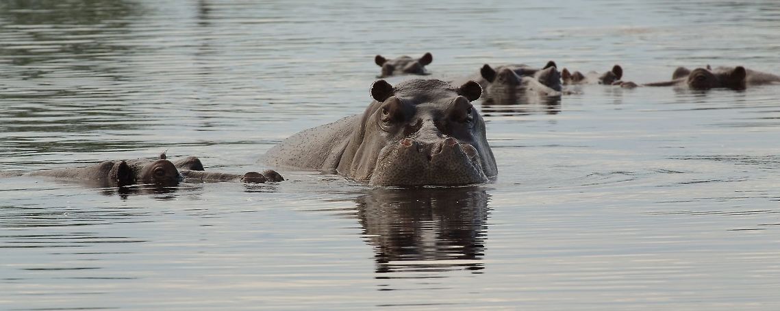 hippo a small pod of inquisitive hippo Botswana,Geotagged,Hippopotamus,Hippopotamus amphibius