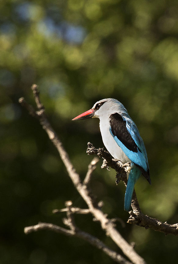 woodland_kingfisher a very common sight in the delta Botswana,Geotagged,Halcyon senegalensis,Summer,woodland kingfisher