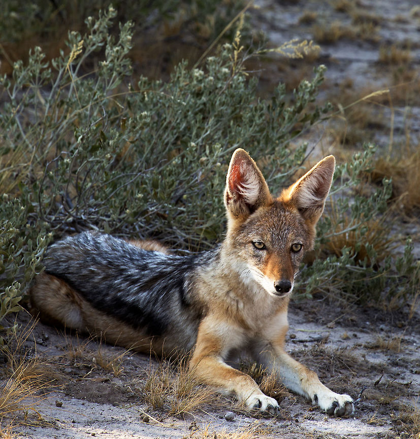 black backed jackal central kalahari Black-backed jackal,Botswana,Canis mesomelas,Geotagged,Summer