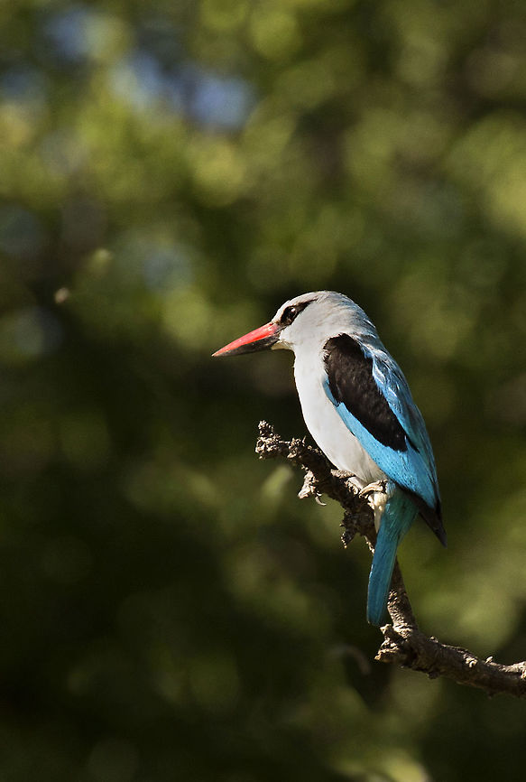 woodland_kingfisher2 same shot as the previous one, but I've shopped out the stray branch - what do you think? Halcyon senegalensis,woodland kingfisher