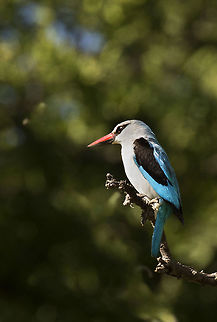 woodland_kingfisher2 same shot as the previous one, but I've shopped out the stray branch - what do you think? Halcyon senegalensis,woodland kingfisher