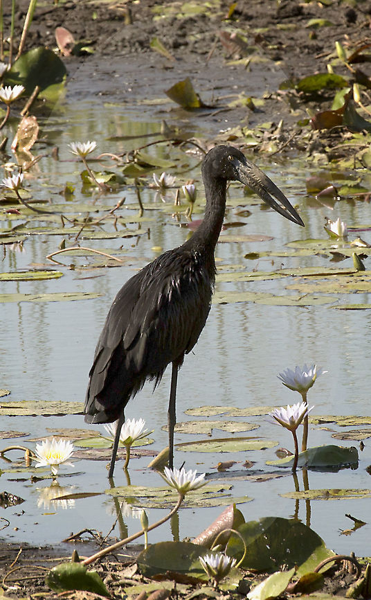 open billed stork An open billed stork in the Okavango delta showing the nutcracker bill design specially to prey on aquatic snails African Openbill,Anastomus lamelligerus,Botswana,Geotagged,Summer