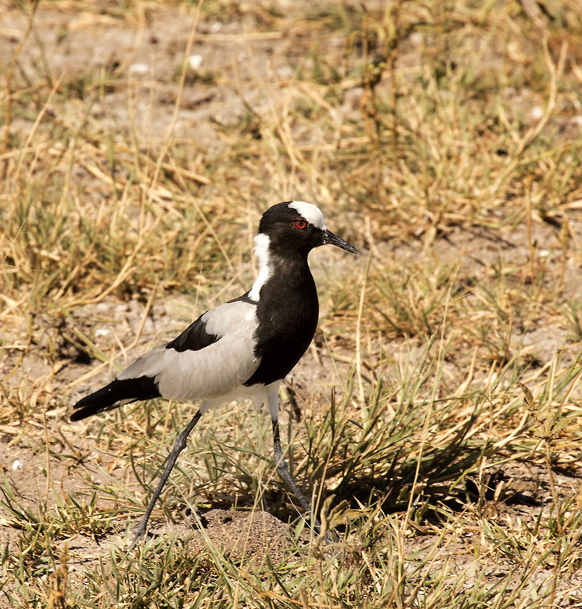 blacksmith_lapwing the sound of the tink tink tink from the blacksmith lapwing is everywhere in Nxai pan Blacksmith Lapwing,Botswana,Geotagged,Summer,Vanellus armatus