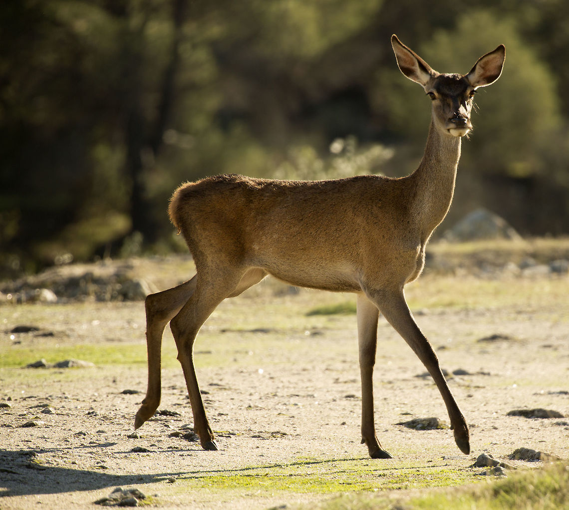 spotted_by_a_red_deer_hind  Cervus elaphus,Fall,Geotagged,Red deer,Spain
