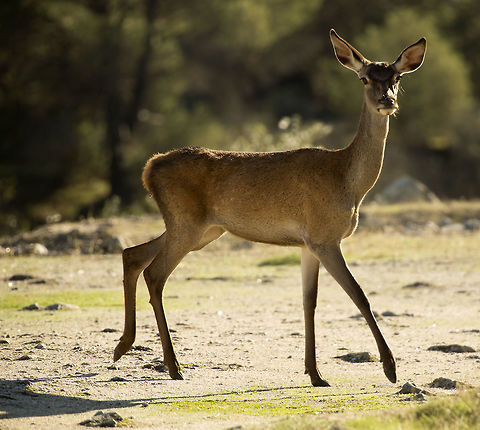 spotted_by_a_red_deer_hind  Cervus elaphus,Fall,Geotagged,Red deer,Spain