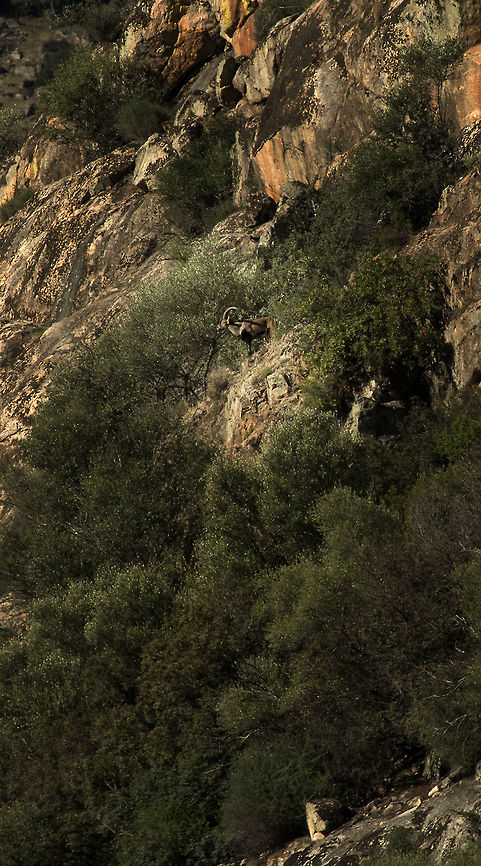iberian_ibex_static_optic_territorial_display This big male stood advertising his territorial boundary high up on the side of the gorge for at least 10 mins. A v long shot I'm afraid, but you get the scale of the landscape. Capra pyrenaica,Fall,Geotagged,Iberian ibex,Spain