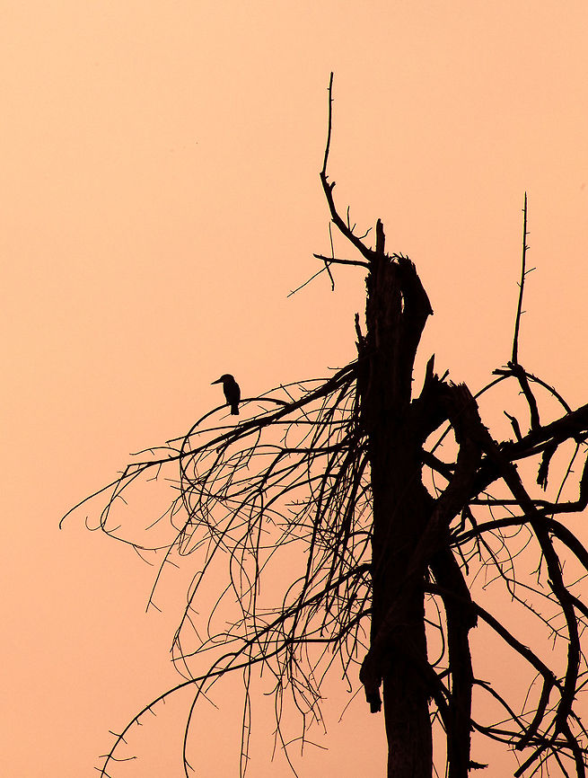 woodland_kingfisher_sillhouette  Botswana,Geotagged,Halcyon senegalensis,Summer,woodland kingfisher