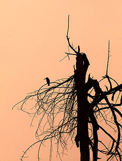 woodland_kingfisher_sillhouette  Botswana,Geotagged,Halcyon senegalensis,Summer,woodland kingfisher