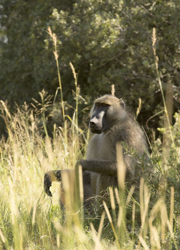 look into the eyes A chacma baboon in the Okavango delta Botswana,Chacma baboon,Geotagged,Papio ursinus,Summer