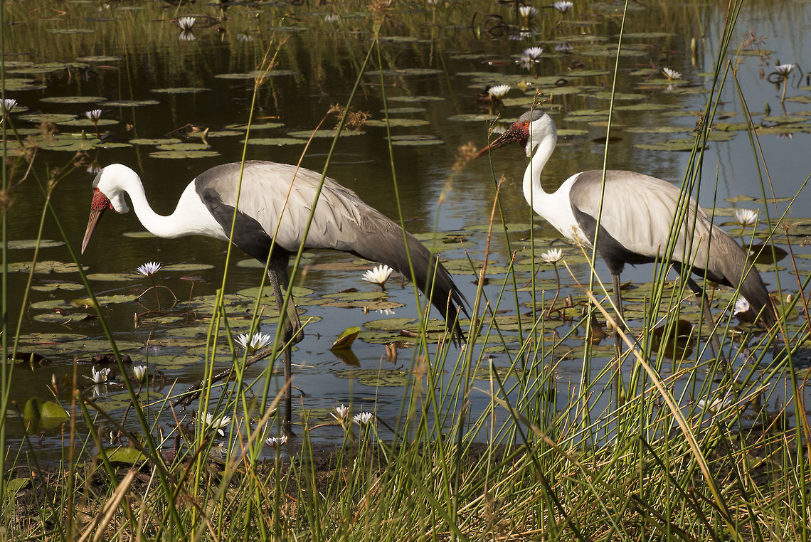 wattled_crane  Botswana,Bugeranus carunculatus,Geotagged,Summer,Wattled Crane