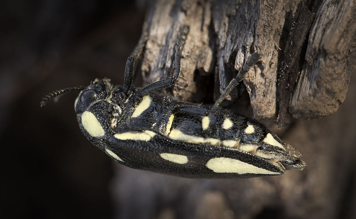Giant jewel beetle (Sternocera orissa)  Botswana,Buprestidae,Fall,Geotagged,Jewel beetle,Sternocera orissa