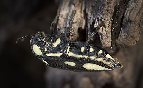 Giant jewel beetle (Sternocera orissa) Botswana,Buprestidae,Fall,Geotagged,Jewel beetle,Sternocera orissa