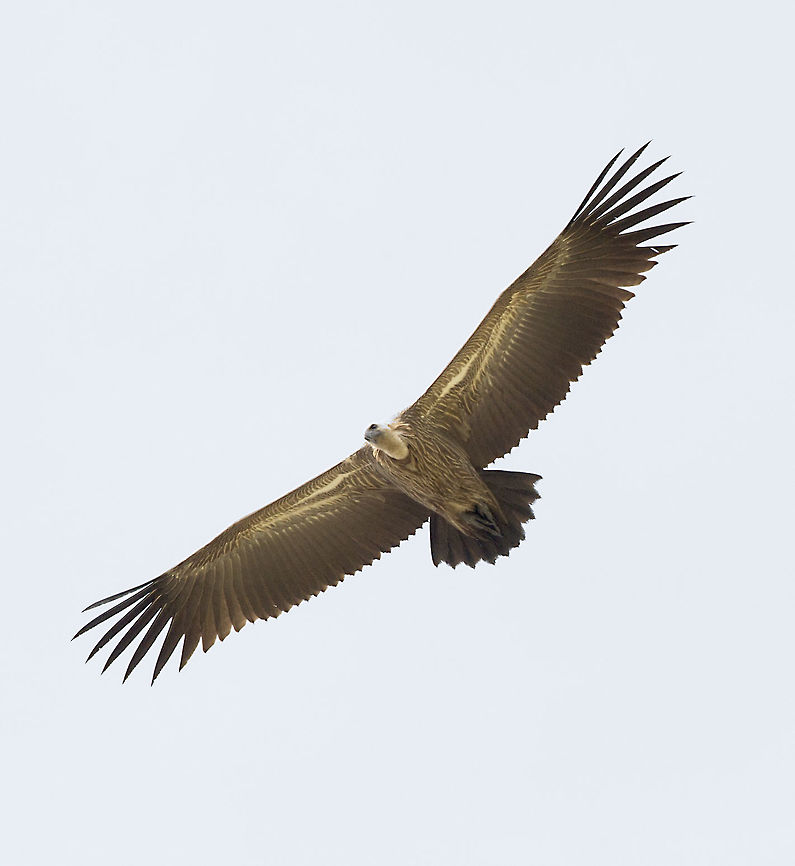 White-backed vulture  in flight (Gyps africanus)  Botswana,Geotagged,Gyps africanus,Summer,White-backed Vulture