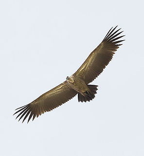 White-backed vulture  in flight (Gyps africanus)  Botswana,Geotagged,Gyps africanus,Summer,White-backed Vulture