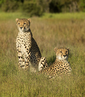 Cheetah (Acinonyx jubatus)  Acinonyx jubatus,Botswana,Cheetah,Geotagged,Summer