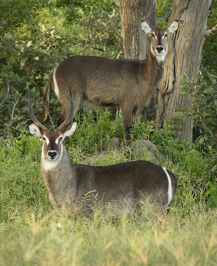 waterbuck  Botswana,Fall,Geotagged,Kobus ellipsiprymnus,Waterbuck
