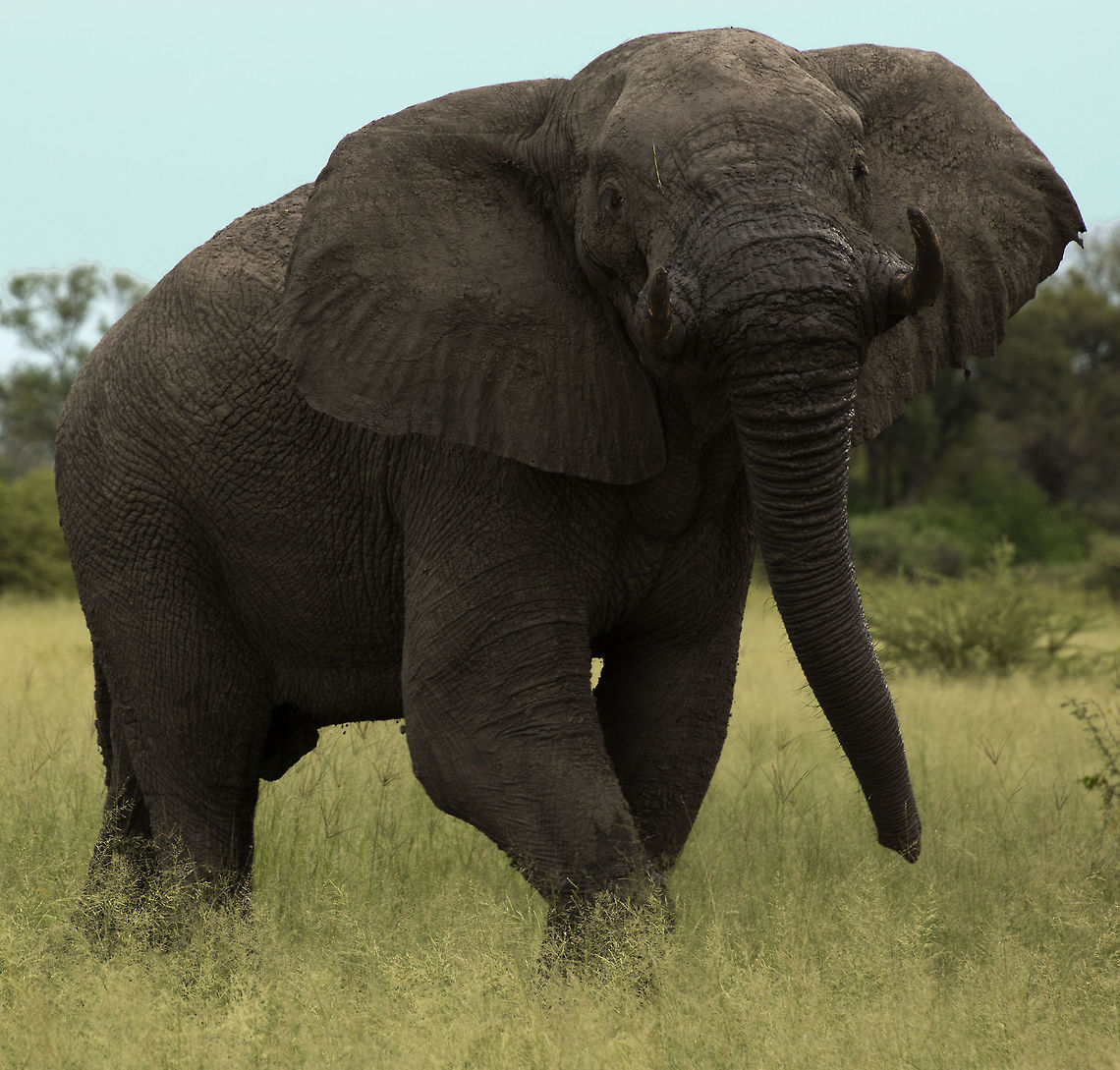 musthy_bull  African bush elephant,Botswana,Geotagged,Loxodonta africana,Summer