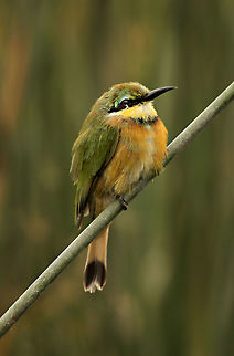 fluffed_up_little_bee_eater  Botswana,Geotagged,Little Bee-eater,Merops pusillus,Summer