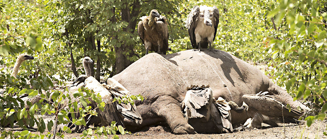 wb_vultures_on_fallen_hippo We came across this hippo that had died the previous night, a lost territorial fight is thought to be the most likely cause. At the time there were only white bcaked vultures with a few kites, eagles and marabu storks waiting their turn, maybe 100 birds altogether. The white backs really needed some lappet faced vultures to open up the carcass so were struggling to gain access. We came back just a week later - see the next image. Botswana,Geotagged,Hippopotamus,Hippopotamus amphibius,Summer