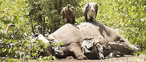 wb_vultures_on_fallen_hippo We came across this hippo that had died the previous night, a lost territorial fight is thought to be the most likely cause. At the time there were only white bcaked vultures with a few kites, eagles and marabu storks waiting their turn, maybe 100 birds altogether. The white backs really needed some lappet faced vultures to open up the carcass so were struggling to gain access. We came back just a week later - see the next image. Botswana,Geotagged,Hippopotamus,Hippopotamus amphibius,Summer