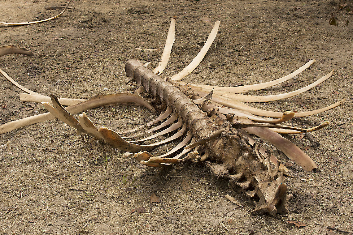 hippo_vertebrae This follows fromn the previous image of vultures on hippo carcass. It was only a week later and the site had plenty of hyena (about12) and a few jackal spoor evident. The carcass had been spread around a little, but this was the biggest remaining portion. The skull and a few bits of skin were nearby. This demonstrates the importance of scavangers and shows why the endangeared status of all african vultures, due to poachers poisoning carcasses, should be of such concern. Botswana,Geotagged,Hippopotamus,Hippopotamus amphibius,Summer