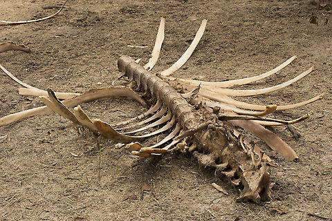 hippo_vertebrae This follows fromn the previous image of vultures on hippo carcass. It was only a week later and the site had plenty of hyena (about12) and a few jackal spoor evident. The carcass had been spread around a little, but this was the biggest remaining portion. The skull and a few bits of skin were nearby. This demonstrates the importance of scavangers and shows why the endangeared status of all african vultures, due to poachers poisoning carcasses, should be of such concern. Botswana,Geotagged,Hippopotamus,Hippopotamus amphibius,Summer