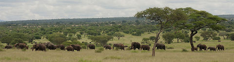 eli_on_the_march_tarangire  African bush elephant,Geotagged,Loxodonta africana,Summer,Tanzania