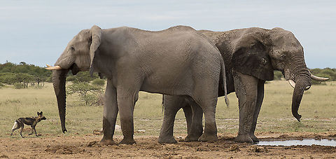 eli_and_dog  African wild dog,Botswana,Geotagged,Lycaon pictus,Summer