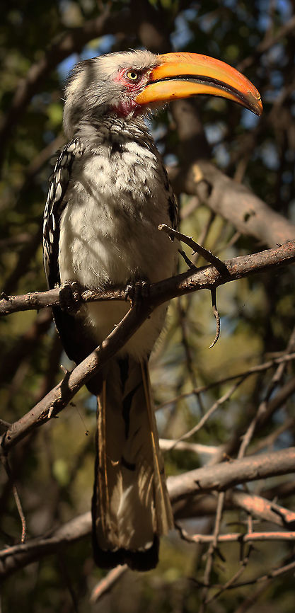 tp_flying_banana  Botswana,Geotagged,Southern Yellow-billed Hornbill,Tockus leucomelas