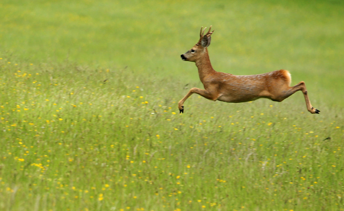 roebuck_leaving_Painswick_valley  Capreolus capreolus,Roe deer