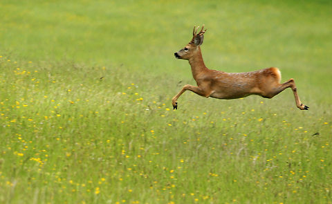 roebuck_leaving_Painswick_valley  Capreolus capreolus,Roe deer