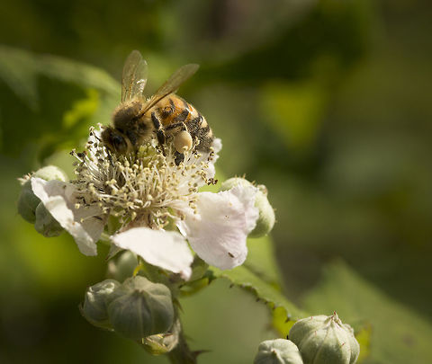 honeybee_on_bramble_with_basket  Apis mellifera,Geotagged,Summer,United Kingdom,Western honey bee