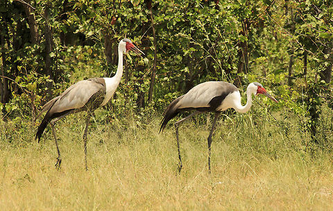 wattled_crane  Botswana,Bugeranus carunculatus,Geotagged,Summer,Wattled Crane