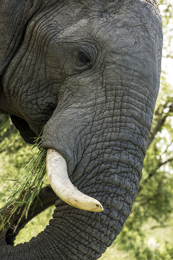 African Elephant This fellow got pretty close in Botswana, up on the Kwai/Chobe cutline. African,African bush elephant,Botswana,Elephant,Loxodonta africana