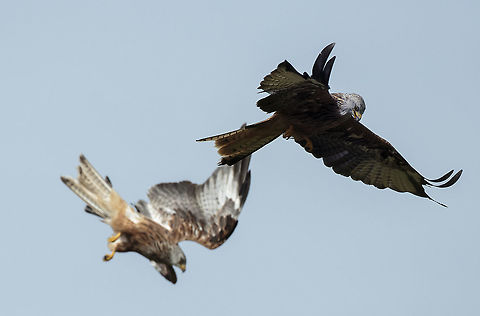 DPL_0126  Geotagged,Milvus milvus,Red Kite,Summer,United Kingdom