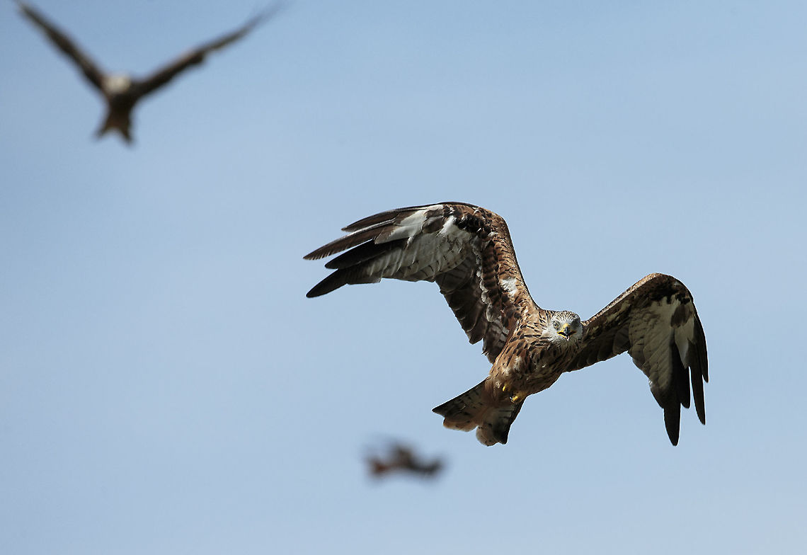 Red kite 2 Gigrin Farm kite feeding station near Rhyader in Wales Birds of Prey,Geotagged,Milvus milvus,Red Kite,Red kite,Summer,United Kingdom,kite,wales