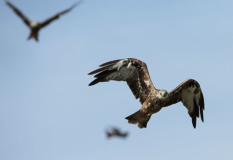 Red kite 2 Gigrin Farm kite feeding station near Rhyader in Wales Birds of Prey,Geotagged,Milvus milvus,Red Kite,Red kite,Summer,United Kingdom,kite,wales