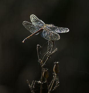 common_darter  Common Darter,Geotagged,Summer,Sympetrum striolatum,United Kingdom